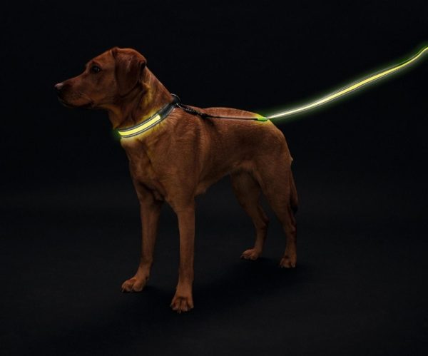 Hunter LED Поводок Manoa Glow, желтый (120 см)
